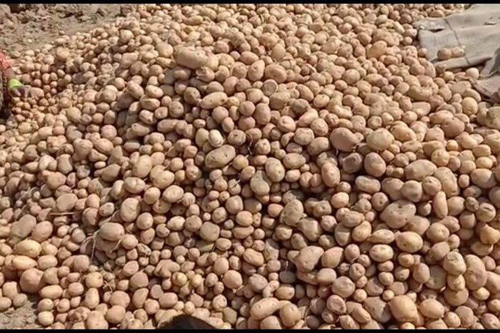 एकीकडे बटाट्याचे भाव घसरले तर दुसरीकडे याच बटाट्याने हजारो शेतकऱ्यांच्या पोटाचा प्रश्न सोडवला आहे. या बटाट्याने खऱ्या अर्थाने पोटाला आधार दिला आहे. रोजगार मिळाल्याने तिथल्या लोकांच्या चेहऱ्यावर आनंद आहे. 