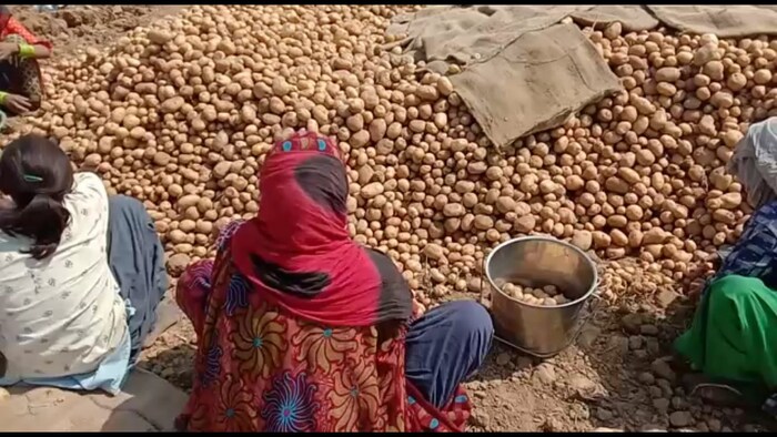  ललितेश कुशवाहा प्रतिनिधी भरतपुर : भारतात बटाटा बऱ्यापैकी सगळ्यांनाच आवडतो. फार कमी लोक असतील की त्यांना बटाटा आवडत नाही. अगदी नुसता उकडून खायलाही बटाटा आवडतो, कुणाला वेफर तर कुणाला भाजीत आवडतो. 