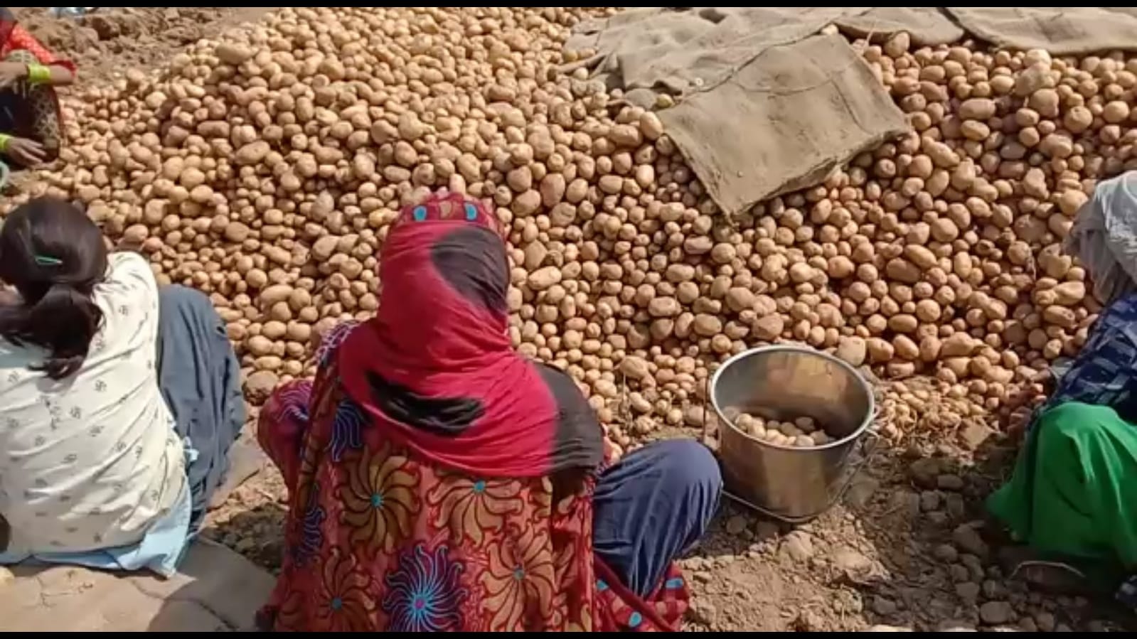  ललितेश कुशवाहा प्रतिनिधी भरतपुर : भारतात बटाटा बऱ्यापैकी सगळ्यांनाच आवडतो. फार कमी लोक असतील की त्यांना बटाटा आवडत नाही. अगदी नुसता उकडून खायलाही बटाटा आवडतो, कुणाला वेफर तर कुणाला भाजीत आवडतो. 