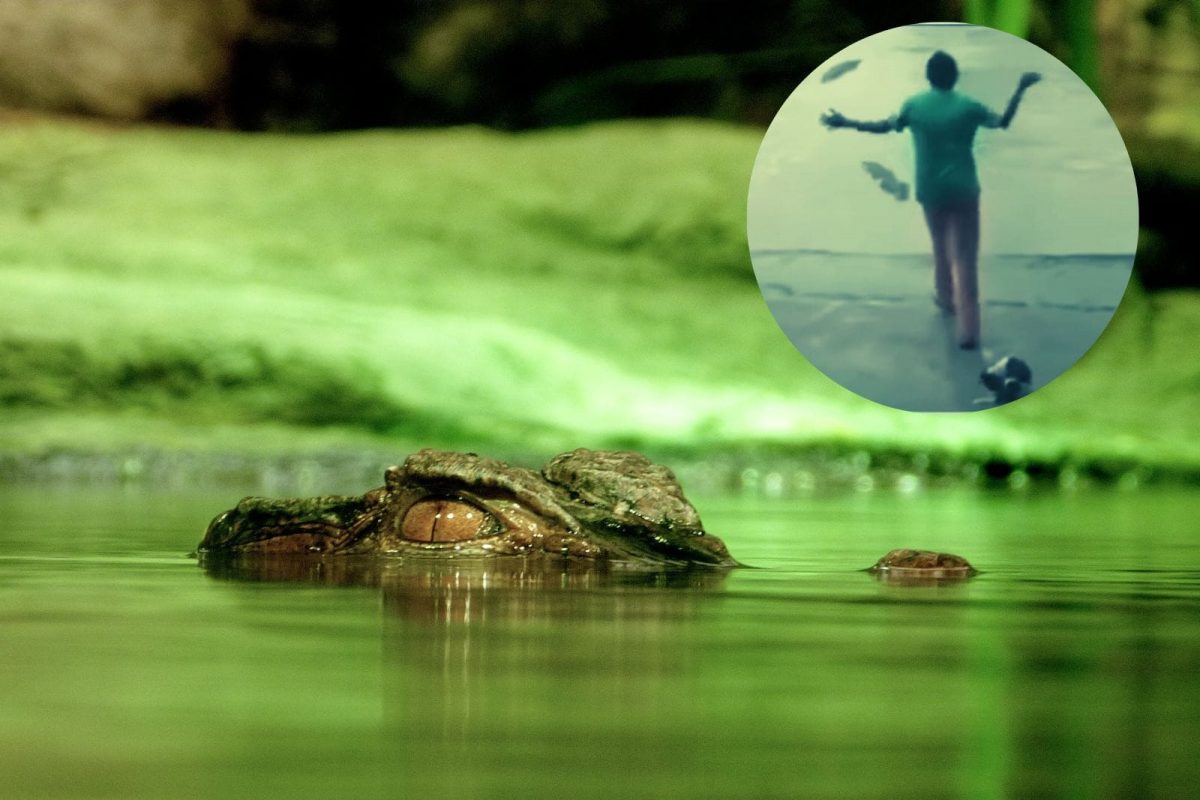 आईच्या चपलेला घाबरणारी मगर.