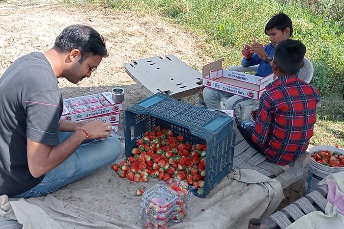  मध्य प्रदेशातील नीमच येथून स्ट्रॉबेरीची रोपे आणली होती. पहिल्या वर्षी स्ट्रॉबेरीमध्ये ₹3 लाखांचा नफाही मिळाला. एक बिघा जमिनीमध्ये त्यांनी 12000 स्ट्रॉबेरीची रोपे लावली. त्यांची व्यवस्थित काळजी घेतली. 