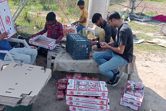  स्ट्रॉबेरीच्या लागवडीतील खाचखळगे विशेष माहिती नसल्याने सुरुवातीच्या वर्षात फार नफा मिळवता आला नाही. मात्र त्यांनी हार मानली नाही. पुन्हा एकदा नव्या जोमाने तयारी केली आणि यावर्षी उत्तम नफा मिळवला. 