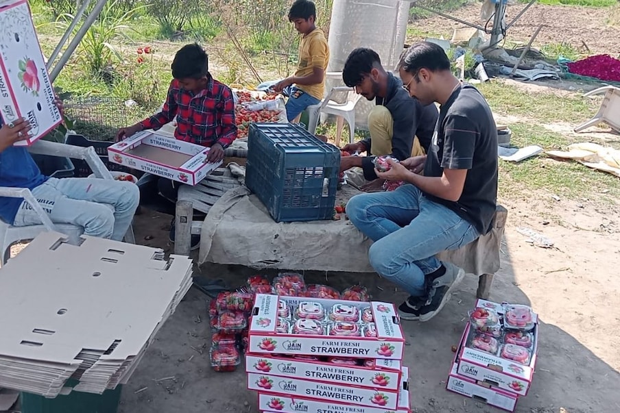  स्ट्रॉबेरीच्या लागवडीतील खाचखळगे विशेष माहिती नसल्याने सुरुवातीच्या वर्षात फार नफा मिळवता आला नाही. मात्र त्यांनी हार मानली नाही. पुन्हा एकदा नव्या जोमाने तयारी केली आणि यावर्षी उत्तम नफा मिळवला. 
