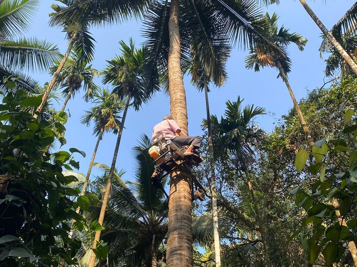 ट्री बाइकला कर्नाटक राज्य सरकारकडून 43,000 रुपये अनुदान मिळतं. त्यामुळे त्यासाठी 1 लाख 12 हजार रुपयांत ही बाइक मिळू शकते. ट्री बाइक ऑपरेट करणं खूप सोपं आहे. महिला आणि लहान मुलंही या बाइकच्या मदतीने झाडावरून फळं काढू शकतात, असं भट यांनी सांगितलं.