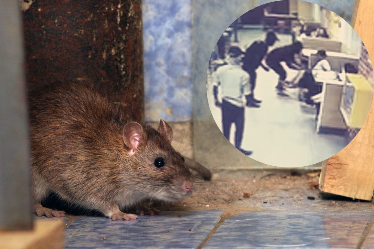 उंदीर चावल्याची पोलिसात तक्रार.