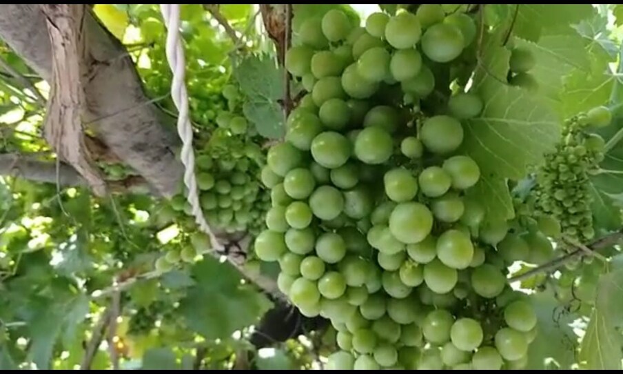   या कंपन्या थेट शेतकऱ्याच्या शेतातूनच माल घेऊन या मालाऐवजी बाजारातून चांगला भाव देत आहेत. या द्राक्षाची किंमत 40 रुपये किलो आहे. दरवर्षी या शेतकऱ्याला या शेतीतून 10 ते 15 लाख उत्पन्न मिळतं.