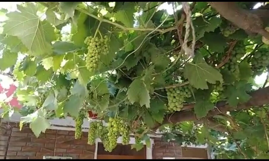 बाकीच्या शेतकऱ्यांना बागायतीकडे वळताना पाहून त्यांनीही ही जोखीम पत्करली आणि त्यांना यशही मिळालं.  नाशिकहून  द्राक्ष वेली विकत घेऊन लागवड सुरू केली. रासायनिक खतांऐवजी सेंद्रिय खतांचा वापर केला.  चांगल्या उत्पादनासोबत फळेही चांगल्या दर्जाची मिळत आहेत.