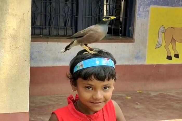 शिवपूर प्राथमिक शाळेत परिसरातील अनेक लहान मुले-मुली दररोज शिक्षणासाठी येतात. स्थानिक परिसरात राहणारी अंकिता बागडी हिला यावर्षी शिवपूर प्राथमिक शाळेत प्रवेश मिळाला आहे.आणि ज्या दिवसापासून अंकिताचा शाळेत प्रवेश झाला, त्या दिवसापासून मिठू तिच्यासोबत शाळेत येत आहे.
