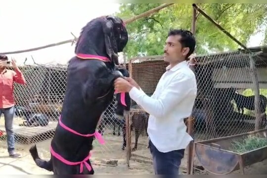 काय सांगता! चक्क शेतकऱ्यानं लाडक्या बोकडाचं घातलं बारसं, viral video ने एकच चर्चा