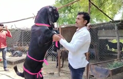 बीड जिल्ह्यातील चोपनवाडी येथिल शेतकऱ्याने आपल्या लाडक्या बोकडाचे नामकरण केले आहे