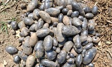 जांभूळ नाही, हे आहे काळे बटाटे; 300 ते 500 किलो आहे भाव, नेमका काय आहे प्रकार?