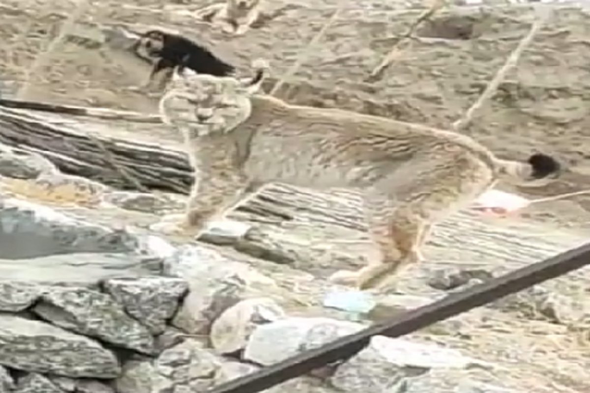 दुर्मिळ प्राण्याचा व्हिडीओ व्हायरल.