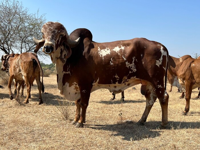 गूळ, उडीद, मूग, मका, ज्वारीचा तडका तयार करुन रोज सकाळी आणि संध्याकाळी या नंदीला दिले जाते. याशिवाय जेठी मध, अश्वगंधा आणि शतावरी पावडर, खडे मीठ असे आयुर्वेदिक पदार्थ दिले जातात.