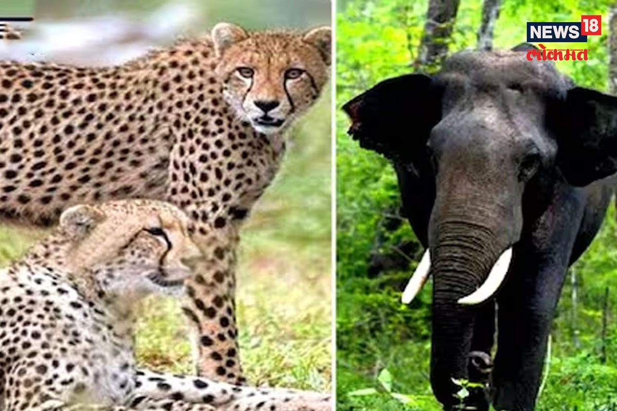 चित्त्याबाबत बाईट बातमी