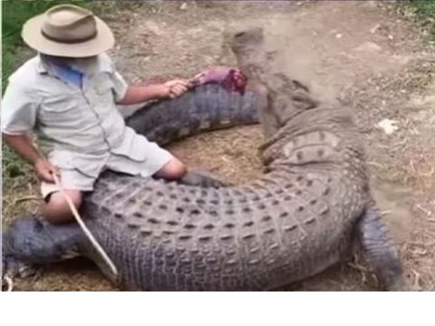 मगरीच्या पाठीवर बसली व्यक्ती.