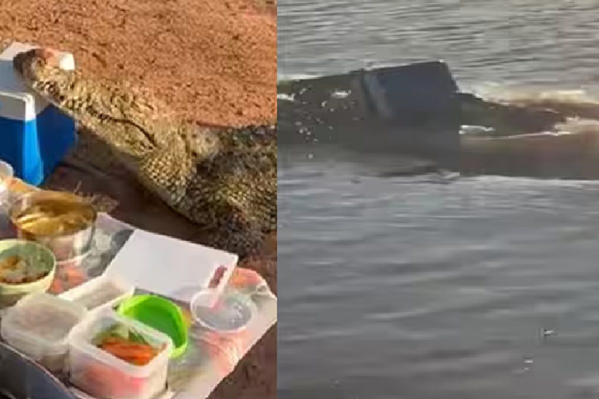 मगरीचा व्हिडीओ.