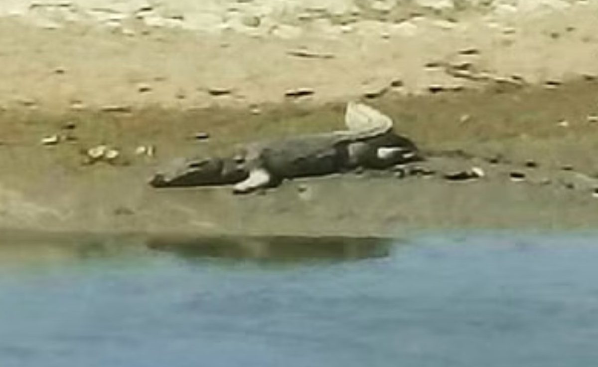 हात धुण्यासाठी शेतकरी उतरला नदीच्या पाण्यात अन् मगरीने साधला डाव, पुढे झालं ते भयानक