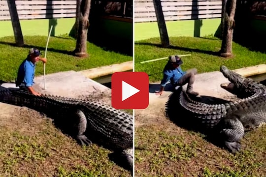 व्हायरल व्हिडीओ