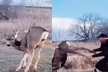 VIDEO - हरणाचा जीव वाचवल्याचं मिळालं असं फळ; व्यक्तीसोबत जे घडलं ते थक्क करणारं