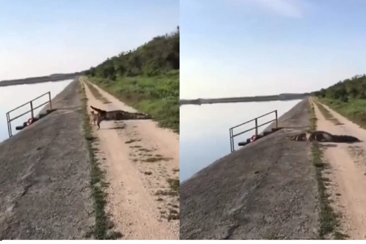 श्वान आणि मगरीचा व्हिडीओ.