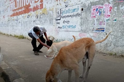 ही व्यक्ती गेल्या 30 वर्षांपासून भटक्या कुत्र्यांना जगवत आहे. त्यांना जगवण्यासाठी ते पदरमोड देखील करतात. 