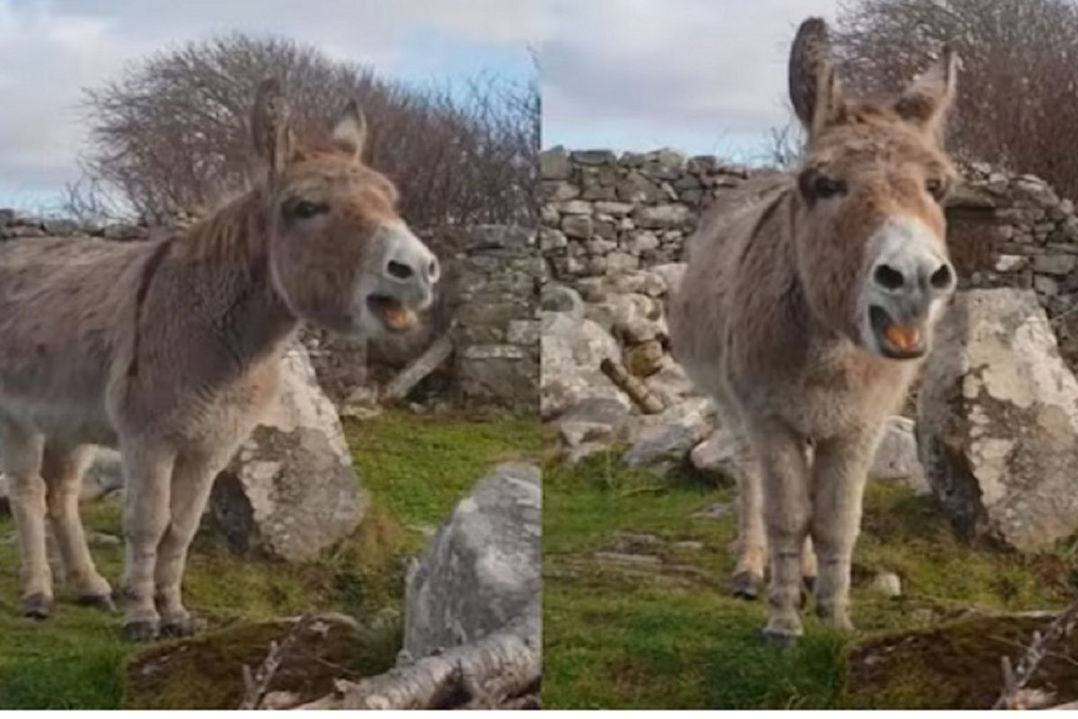 गाणं गाणारं गाढव