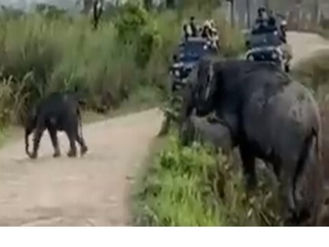 दुर्मिळ हत्तींचा व्हिडीओ.