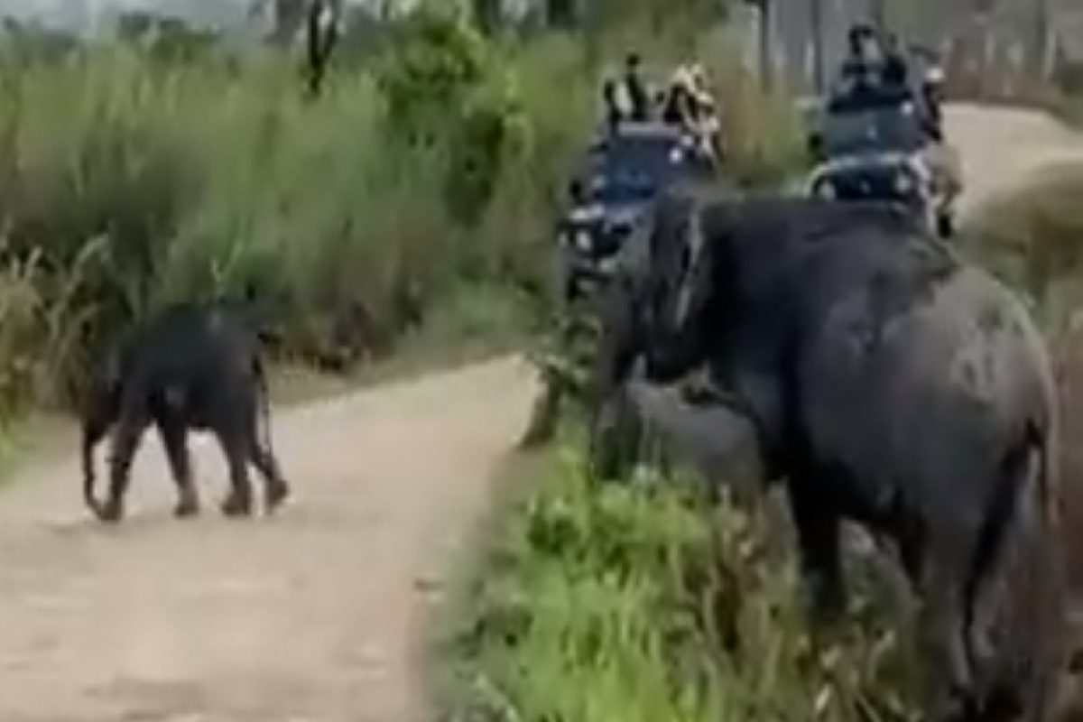 दुर्मिळ हत्तींचा व्हिडीओ.