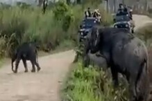 असा हत्ती तुम्ही पाहिलाच नसेल; दुर्मिळ हत्तीचा VIDEO सोशल मीडियावर तुफान VIDEO