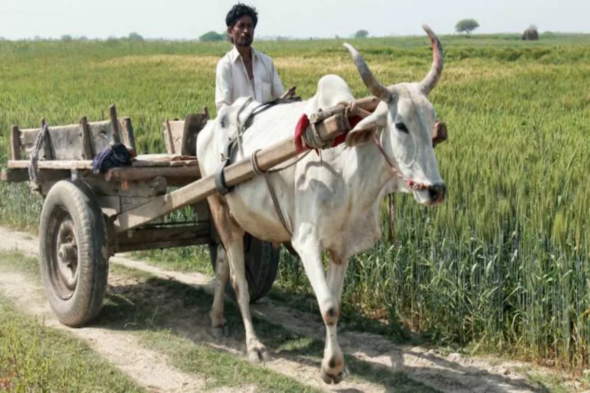 प्रतिकात्मक फोटो