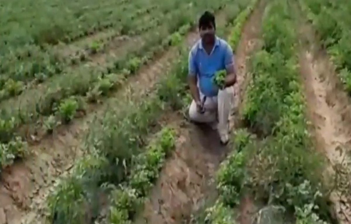 वर्षभरात 4 पिके घेऊन शेतकरी होऊ शकतात श्रीमंत, असे आहे सोप्प गणित