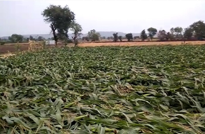 नांदेड जिल्ह्यात गुरुवारी झालेल्या पाउस आणि गारपीटीमुळे 4794 हेक्टरवरील पिकांचे नुकसान झाल्याचा प्राथमिक अहवाल प्रशासनाने सादर केला. अजुन पंचनामे सुरूच असुन नुकसानीचा आकडा वाढण्याची शक्यता आहे.