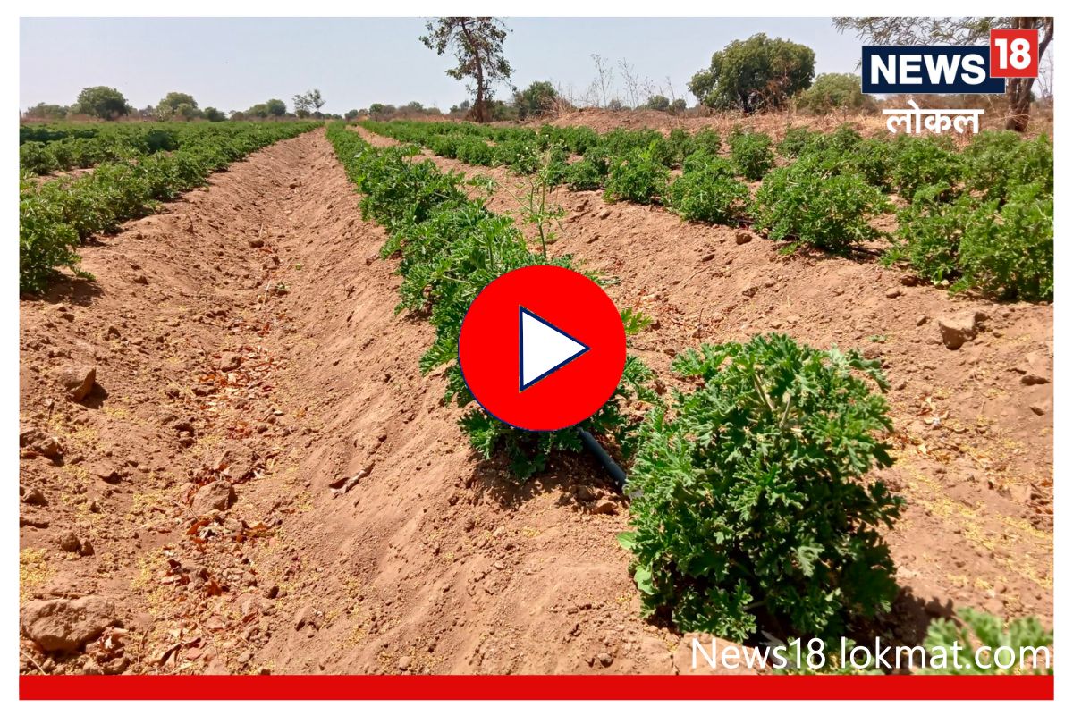 'ही' औषधी वनस्पती करणार शेतकऱ्यांना लखपती, जालन्यातील शेतकऱ्यानं सांगितला लागवडीचा मंत्र, Video