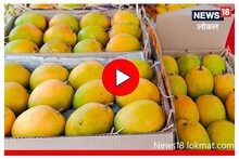Hapus Mango : फळांच्या राजाची नाशिकमध्ये एन्ट्री, पाहा किती आहे सुरूवातीचा दर, Video