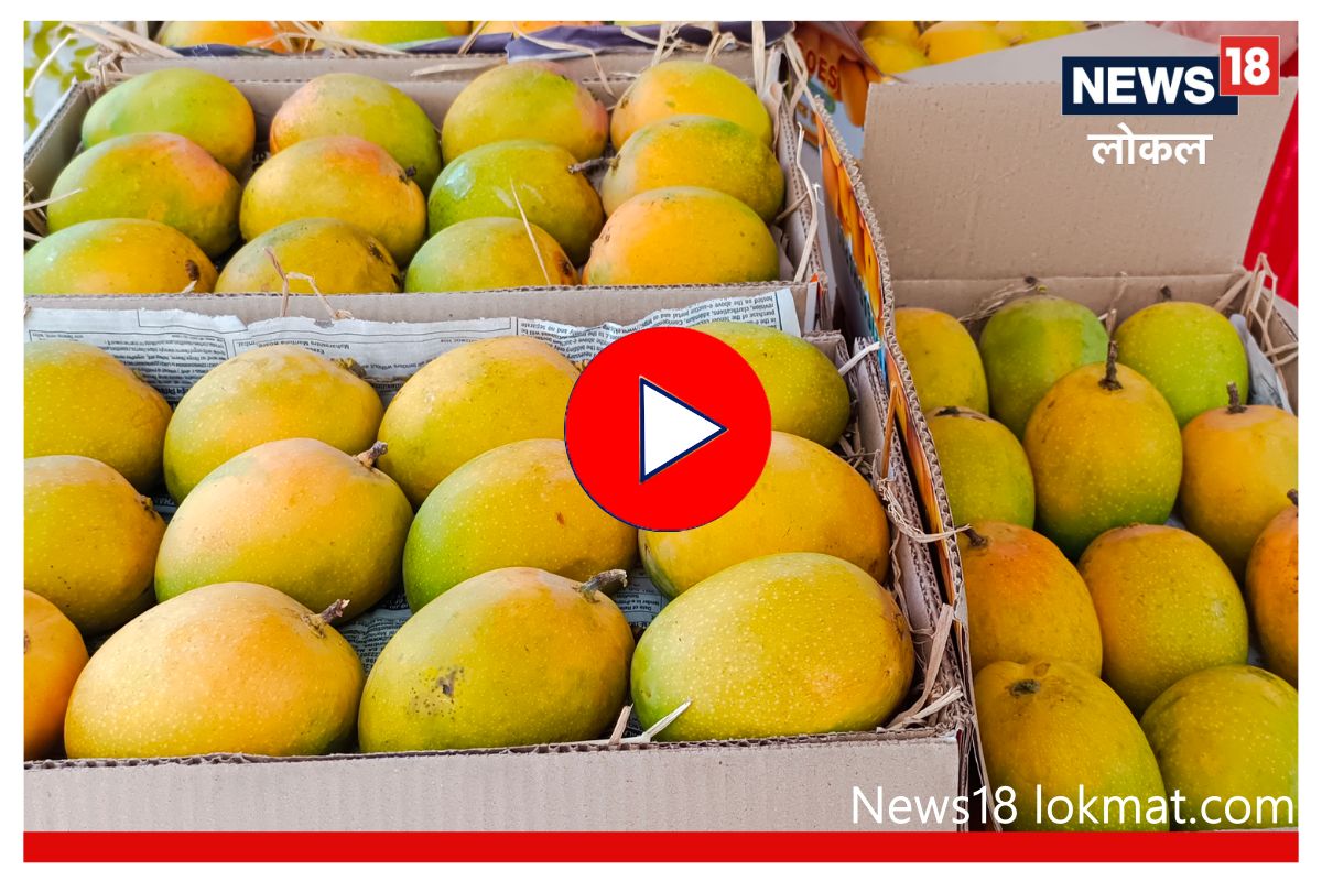 Hapus Mango : फळांच्या राजाची नाशिकमध्ये एन्ट्री, पाहा किती आहे सुरूवातीचा दर, Video
