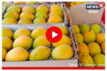 Hapus Mango : फळांच्या राजाची नाशिकमध्ये एन्ट्री, पाहा किती आहे सुरूवातीचा दर, Video Hapus Mango : फळांच्या राजाची नाशिकमध्ये एन्ट्री, पाहा किती आहे सुरूवातीचा दर, Video