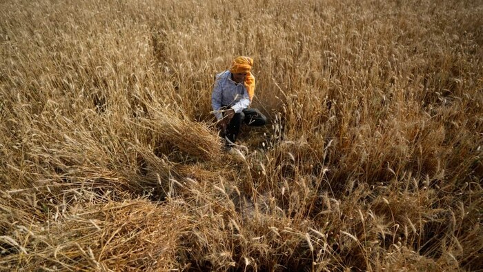 सलग दुसऱ्या वर्षी धडकत असलेल्या उष्णतेच्या लाटांचा विपरीत परिणाम गहू, तेलबिया, हरभरा यांच्या उत्पादनावर होण्याची दाट शक्यता आहे. 