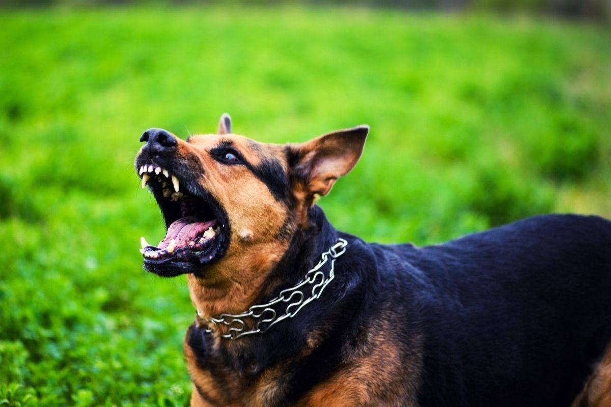 प्रतिकात्मक फोटो