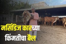 मर्सिडीज कारच्या किंमतीएवढी बैलाची किंमत, ऐकून तुमचे डोळे पाणावतील PHOTOS