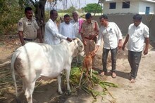 बाळासाठी `ही` व्यक्ती रोज दहा किलोमीटरवरून आणत होती दूध; मंत्री महोदयांनी काय...