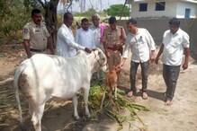 बाळासाठी `ही` व्यक्ती रोज दहा किलोमीटरवरून आणत होती दूध; मंत्री महोदयांनी अडचणच सोडवली! बाळासाठी `ही` व्यक्ती रोज दहा किलोमीटरवरून आणत होती दूध; मंत्री महोदयांनी अडचणच सोडवली!