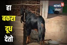 चक्क बकरा देतोय दूध, नाव आहे बादशाह, किंमत ऐकून व्हाल हैराण, पाहा VIDEO