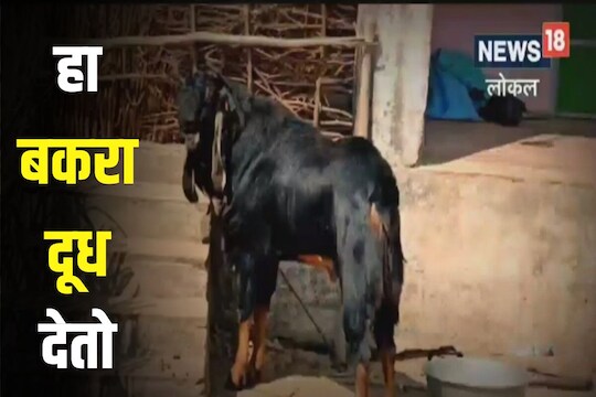 बादशाह बकरा