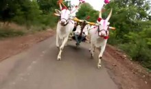 जिवापाड जपलेली सर्जा, राजाची जोडी डोळ्यासमोर गेली, भयानक अपघातात बैलांचा मृत्यू