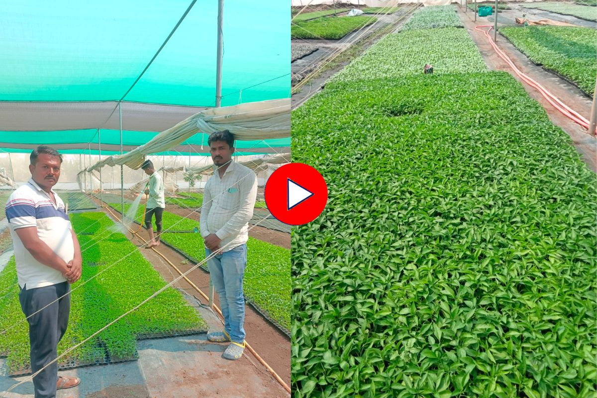 नर्सरी सुरू करण्यासाठी सोडली नोकरी, आता बनला गावातील उद्योगपती! Video