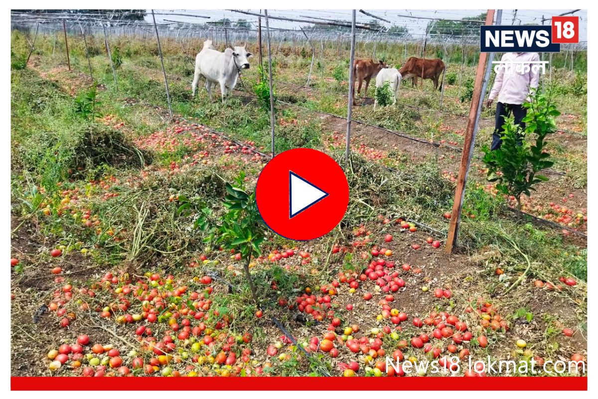 जालन्यातील शेतकऱ्यानं 2 एकर टोमॅटोमध्ये सोडली जनावरं, भाव न मिळाल्यानं झाली अवस्था! Video
