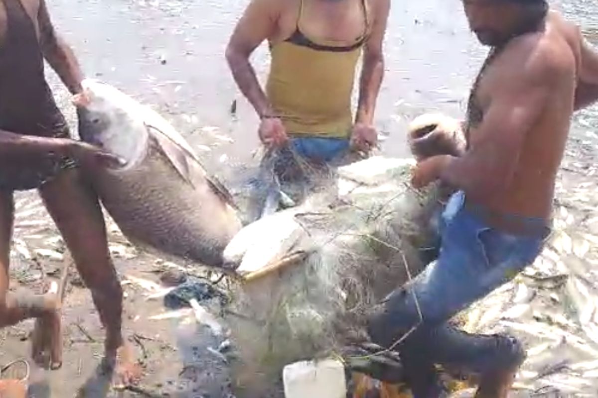 कृष्णामाई माफ कर! छोट्यांचा खच तर मोठे मासे मेल्याचे पाहून सांगलीकर हादरले, VIDEO