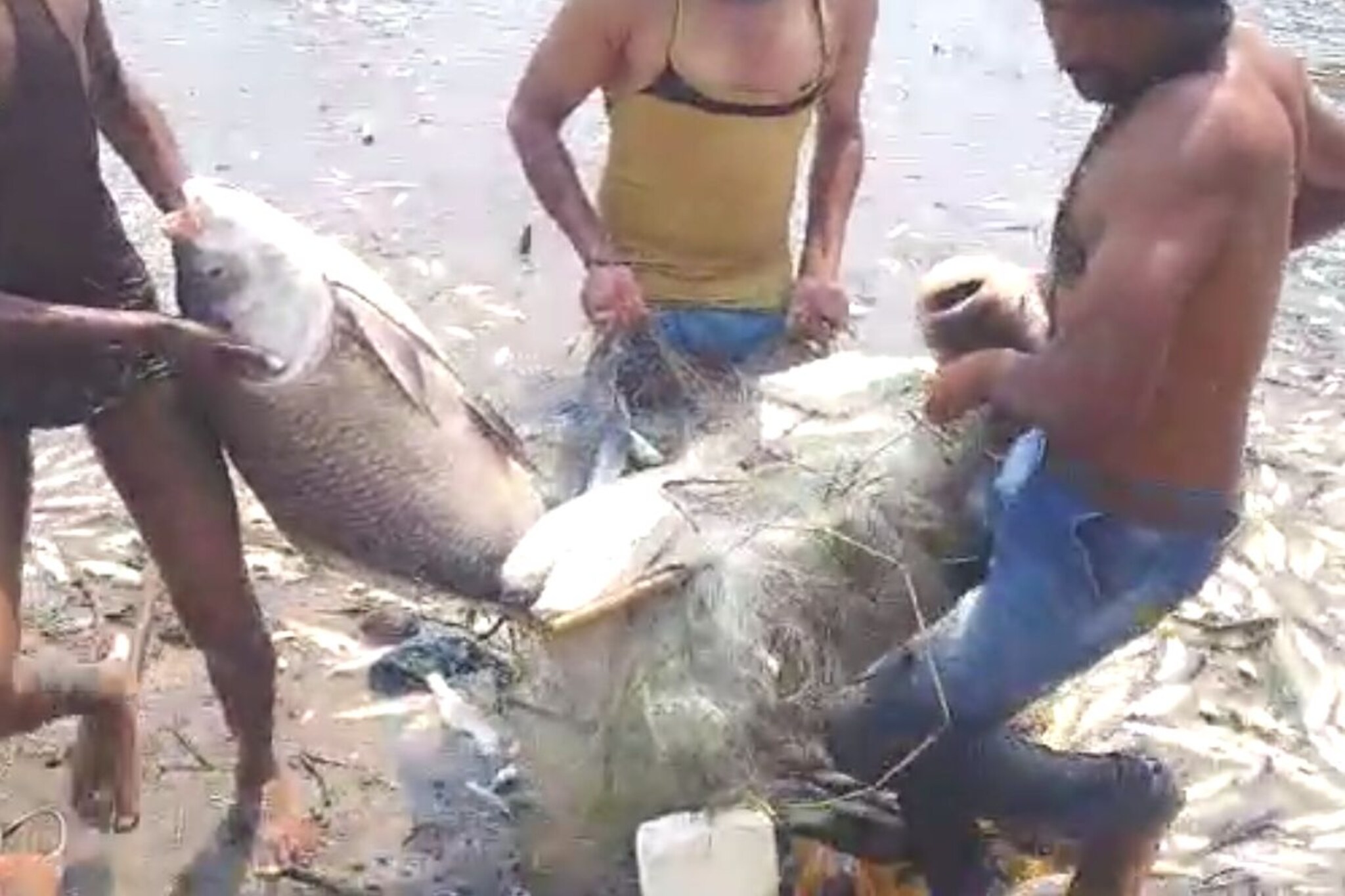 कृष्णाई माफ कर! छोट्यांचा खच तर मोठे मासे मेल्याचे पाहून सांगलीकर हादरले, VIDEO