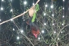 शिमगोत्सव : देवीच्या होमचा सोहळा पाहण्यासाठी नागरिकांची उसळली गर्दी