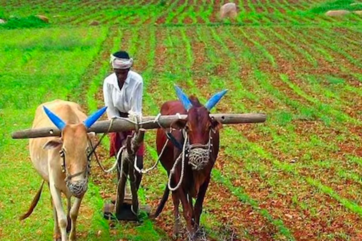 शेतकऱ्यांनो सावधान! पुन्हा पावसाची शक्यता, 'या' पद्धतीनं घ्या पिकांची काळजी